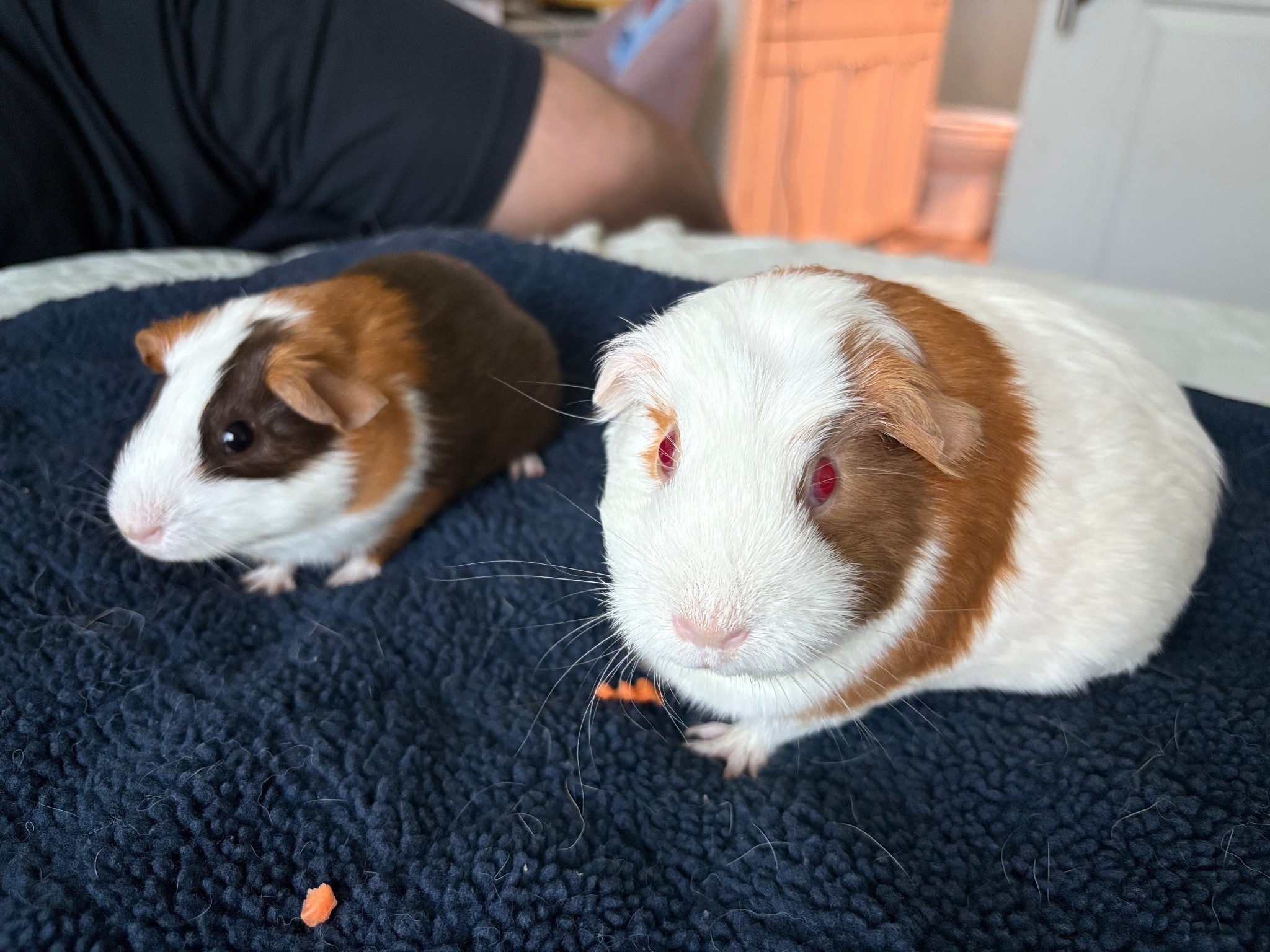 Our cute piggies! 

#LTKFamily #LTKPets