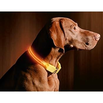 Illumiseen LED Dog Collar - USB Rechargeable - Available in 6 Colors & 6 Sizes - Makes Your Dog V... | Amazon (US)