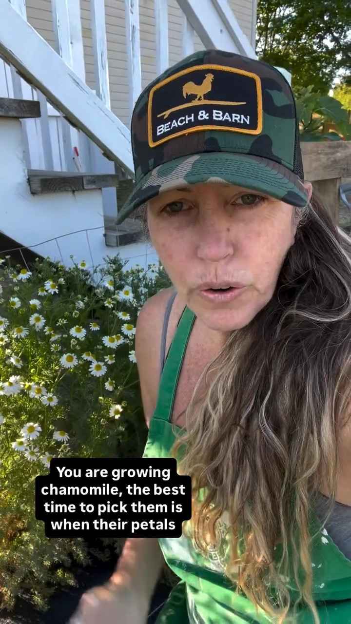 🌼 Why You Should Start Growing Chamomile at Home 🌿

Looking for an easy, low-maintenance plant with BIG benefits? 🌱 Chamomile is your garden’s hidden gem—perfect for beginners and seasoned growers alike!

✨ Top benefits of growing chamomile:
✔️ Natural stress relief – Harvest your own chamomile flowers for calming, homemade tea ☕
✔️ Supports better sleep – A go-to herb for relaxation and nighttime routines 🌙
✔️ Boosts pollinators – Attracts bees and beneficial insects to your garden 🐝
✔️ Easy to grow – Thrives in containers, raised beds, or directly in the ground
✔️ Soothing skincare – Use dried flowers for DIY face steams, oils, and baths 🛁
✔️ Companion planting power – Helps support the health of nearby plants 🌸

🌞 Chamomile loves full sun and well-drained soil, making it a perfect addition to almost any garden space—even small balconies!

💡 Pro tip: Harvest flowers when they’re fully open and dry them to enjoy year-round.

Start growing chamomile today and turn your garden into a peaceful, healing oasis 🌿💛

🔖 Save this for your herb garden plans & share with a fellow plant lover!

#Chamomile #HerbGarden #GrowYourOwn #MedicinalHerbs