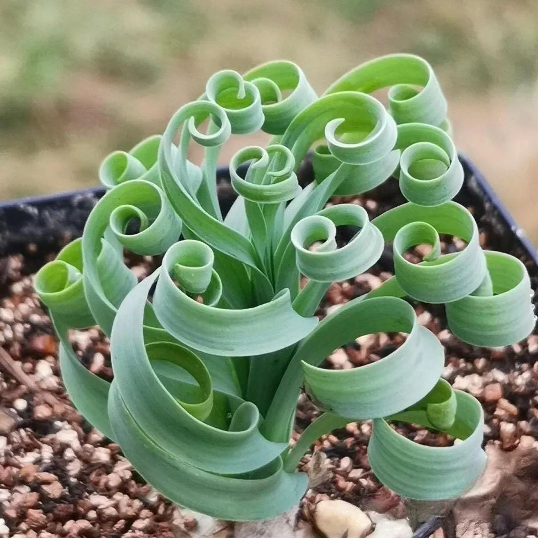 This rare Albuca Concordiana bulb is a must-have for succulent and cactus lovers who enjoy collecting unique, hard-to-find plants. Carefully hand-selected from a California greenhouse, this live bulb is ready to grow into a striking, sculptural houseplant with minimal care. Drought tolerant and pet friendly, it’s a perfect addition to a sunny shelf or a thoughtful gift for anyone who loves exotic, collectible plants.
#LTKhome #LTKfinds #RareSucculents #Albuca #SucculentLove #HouseplantCollectors #DesertPlants #PlantGifts #EtsyFinds

#LTKSeasonal #LTKFindsUnder50 #LTKHome