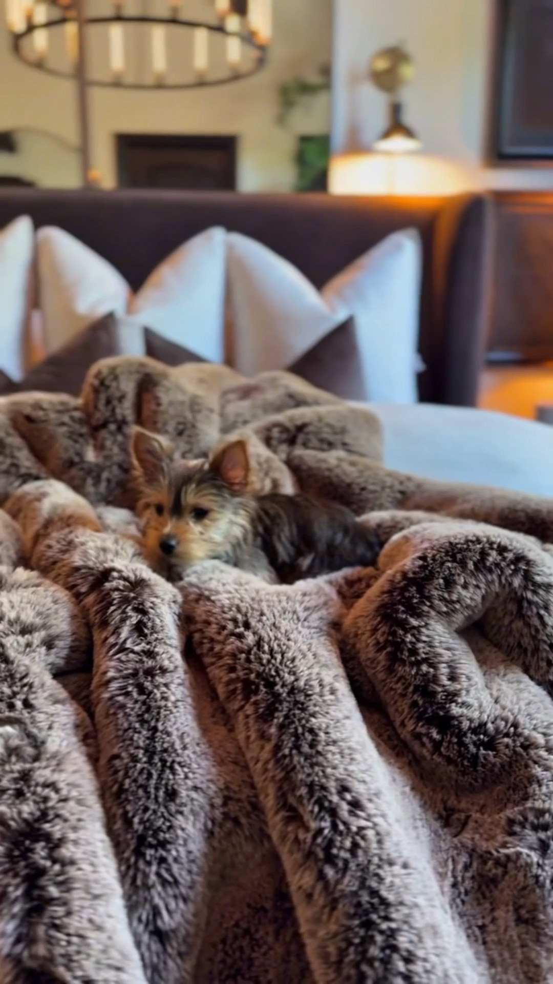 My brown velvet bedroom is almost entirely from Amazon, and I’m still obsessed with how cozy and elevated it feels. Plush bedding, velvet curtains, a textured throw, jute rug, tree planter, fire pit, stunning wall sconces, wood beams, throw pillows, a moody chandelier, gorgeous lamps + more. It’s layered, warm, and the perfect way to create a high‑end bedroom vibe on a budget. 🤎



#amazonhome #amazonfinds #velvetbedroom #brownaesthetic #moodybedroom #ltkhome #homeinspo #cozycorner #budgettobougie #amazonbedding #wallsconces #firepitstyle #juterugvibes #homedetails


#LTKHome #LTKvlog #LTKdayinmylife