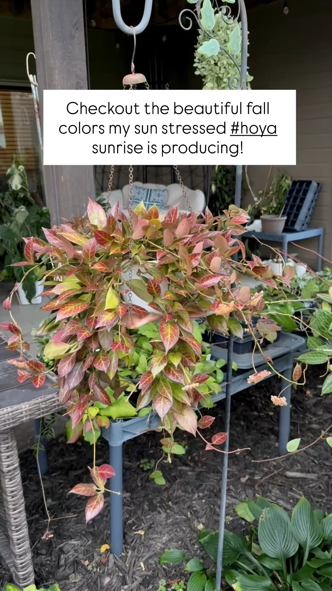 Take a look at my blooming sunstressed #hoyasunrise This one started out as a small cutting and 6 years into growth it’s a full plant!

Liz’s personal care experience only…every environment is different:
🪴Name: #hoyacvsunrise 
🪴Light: directly under a Sansi light bulb
🪴Water: when dry
🪴Avg Temp last 30 days: 68F
🪴Relative Humidity last 30 days: 45%
🪴Fussy: not for me
🪴Rate of growth: medium 
🪴Rareness: not commonly found in stores, but in a lot of private collections.
🪴Pot size: 6”
🪴Potting Mix: chunky coco husk mix
🪴Fertilizer: I apply a nutrient-rich fertilizer tailored for Hoyas approximately every other watering when the plant isn’t dormant. It’s packed with essential macro and micronutrients, it’s the best I’ve found for hoyas!
🪴Rooting Method: in my custom coco coir mix in a clear plastic prop box on top of a heat mat, under a strong grow light. 
🪴Time In My Care: 5 Years 
🌸Age until 1st bloom: early 
🪴Would Liz recommend this one: yes

#ilovehoyas #hoyacollector #hoyaappreciation

#LTKHome