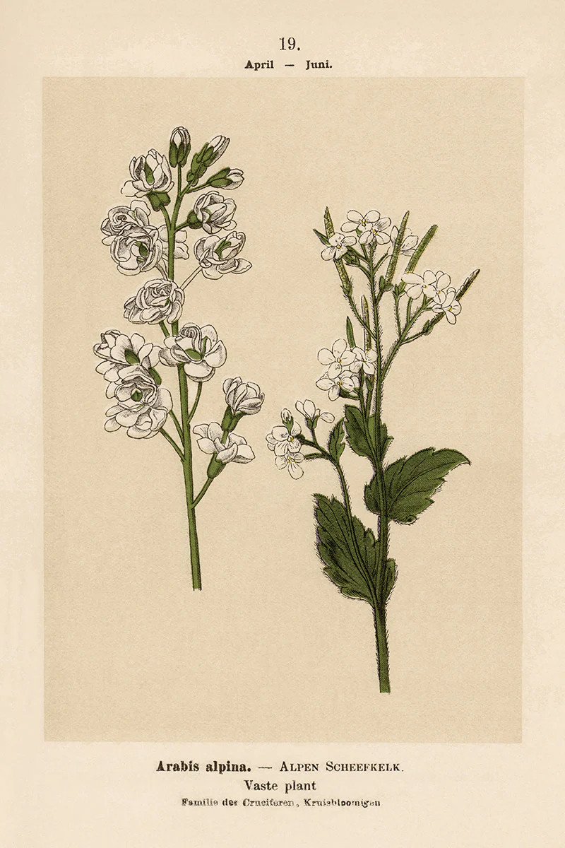 Dutch Botanicals II | Juniper Print Shop