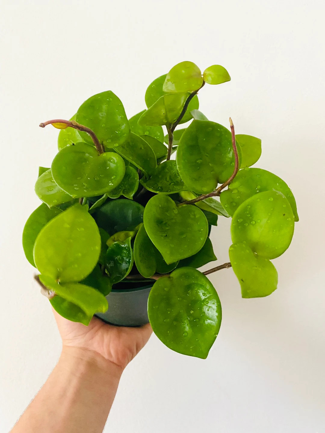 Hoya Chelsea - Rare Hoya - Indoor Plant - Available in Multiple Pot Sizes | Etsy (US)