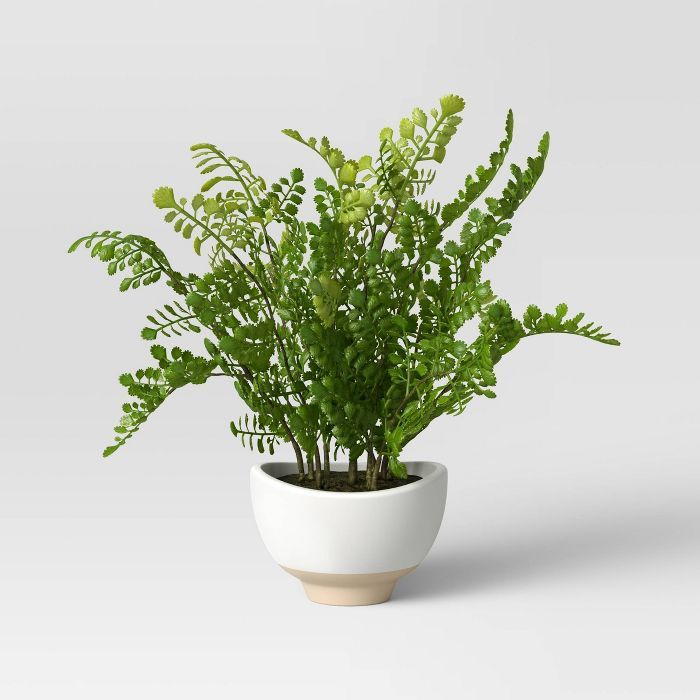 Small Maidenhair Fern - Threshold&#8482; | Target