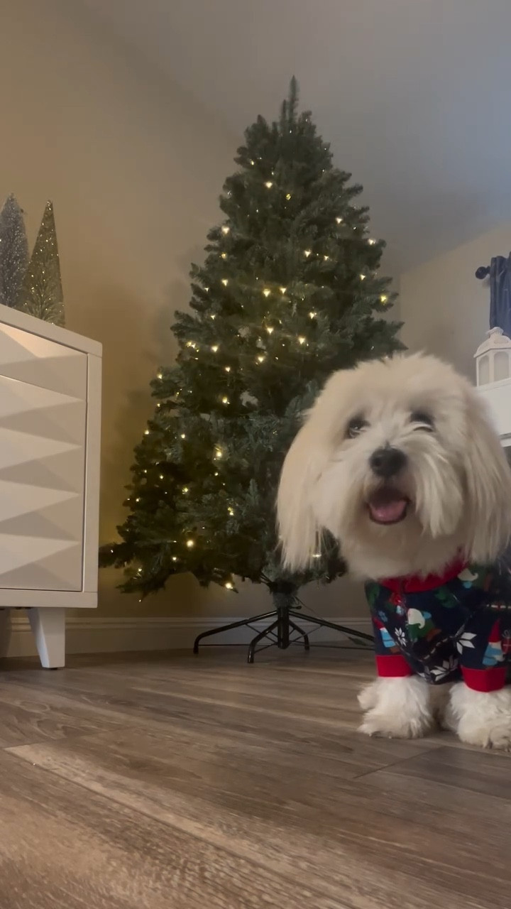 It’s beginning to look a lot like Christmas❄️🎄

End of November means the Christmas countdown is on! What better way to bring out the holiday spirit than to put up our new gorgeous @kingofchristmas tree?🎄✨

🎄it is pre-lit and so easy to put together! All you have to do is put the stems together & the lights connect seamlessly. 

There are no plugs to connect between pieces and with the remote you can choose from a variations of lighting patterns. 

We can’t wait to put up some ornaments soon.

Exact tree: 
7’ Tribeca Spruce Blue Artificial Christmas Tree with 550 Warm White LED Lights

 #kingofchristmas
#itsbeginningtolookalotlikechristmas #christmastreedecorating #christmaslights #christmasdog #cozyvibes #christmasdecorating #holidaydecorating
#christmasdecor #holidaydecor #decoration #christmas #christmasdecorations
#holidays #holidaymood #christmastree

#LTKHome #LTKSeasonal #LTKHoliday