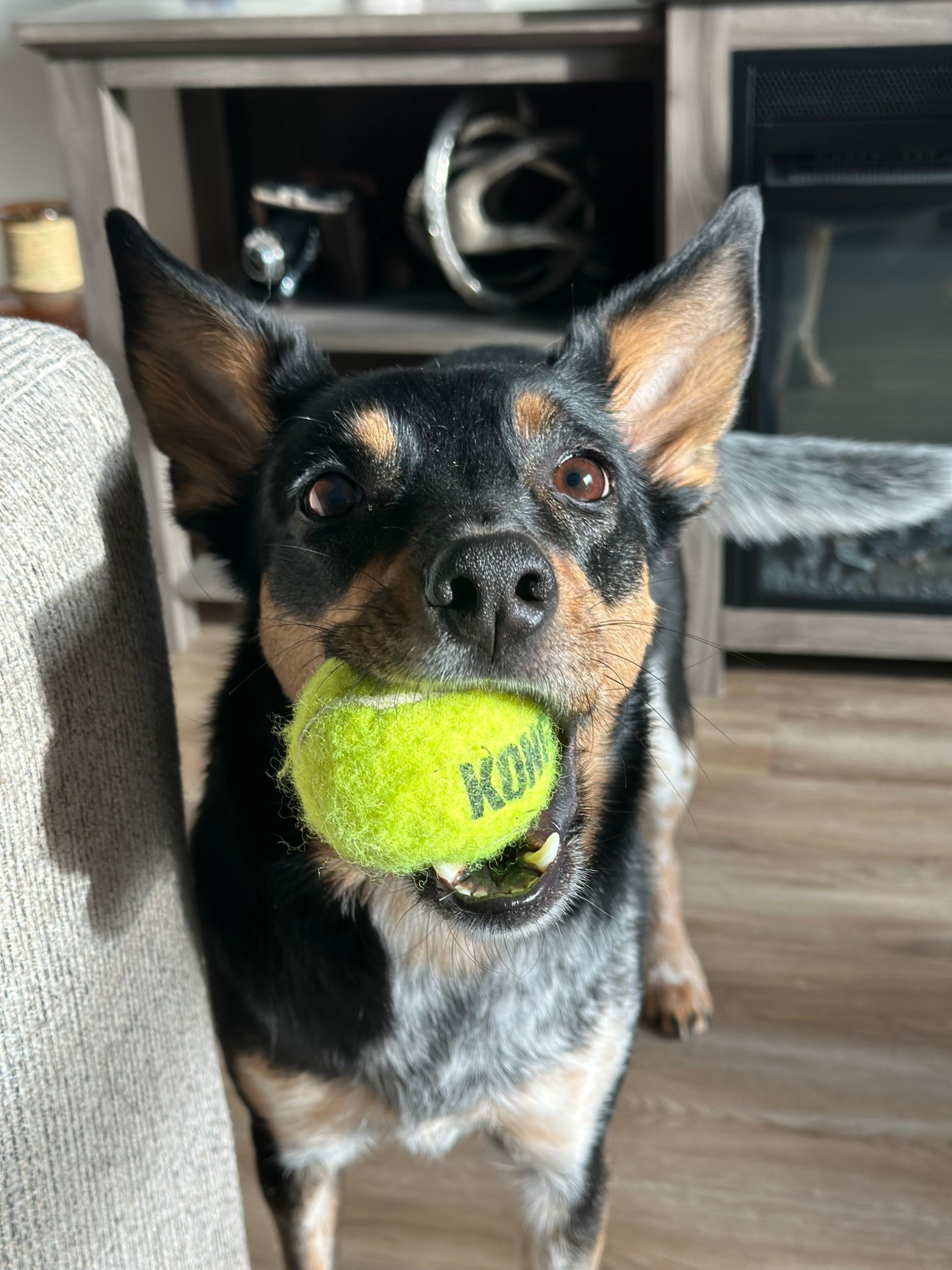 This is the only ball tough enough for my Blue Heeler 🎾
She squeaks, drops, runs… then wants me to fetch her 😅
Endless energy = endless fun.

#LTKPets #LTKHome #LTKActive