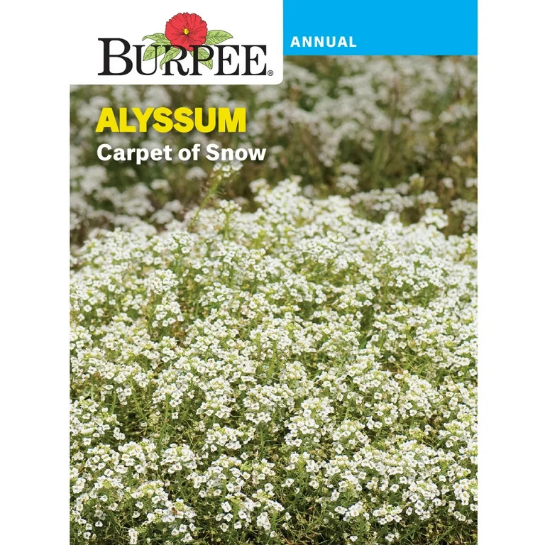 Burpee Carpet of Snow Alyssum Annual Heirloom Seed, 1-Pack, Full Sun | Walmart (US)