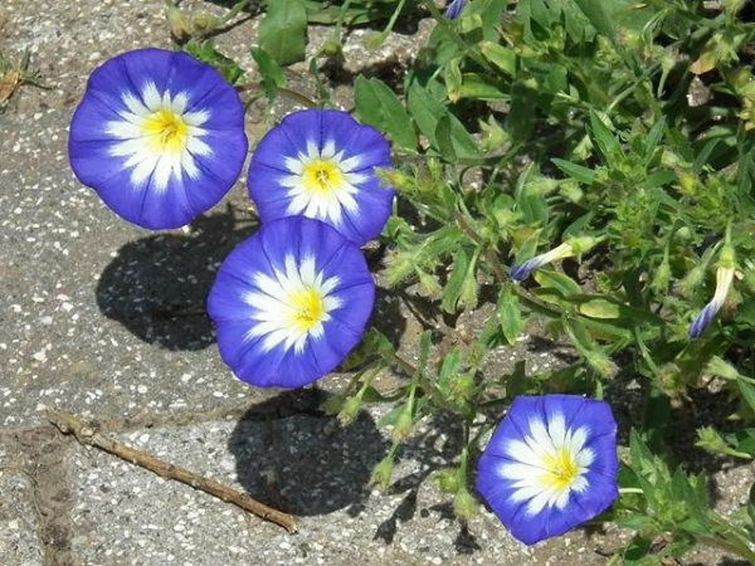 Convolvulus Tricolor | Dwarf Morning Glory | Blue Ensign | 25 Seeds - Etsy | Etsy (US)