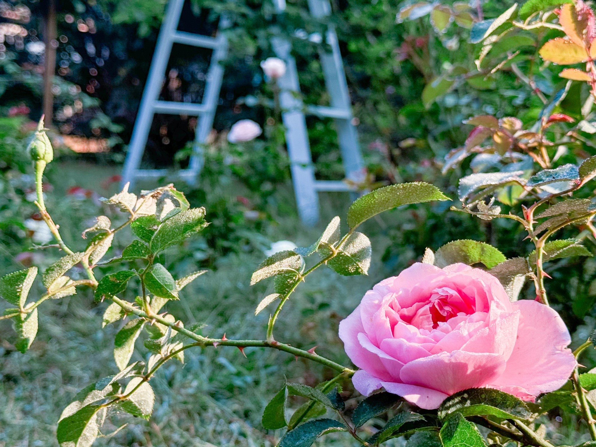 Just came across this picture of Dames de Chenonceau and had to share 

#LTKHome #LTKSeasonal #LTKdayinmylife