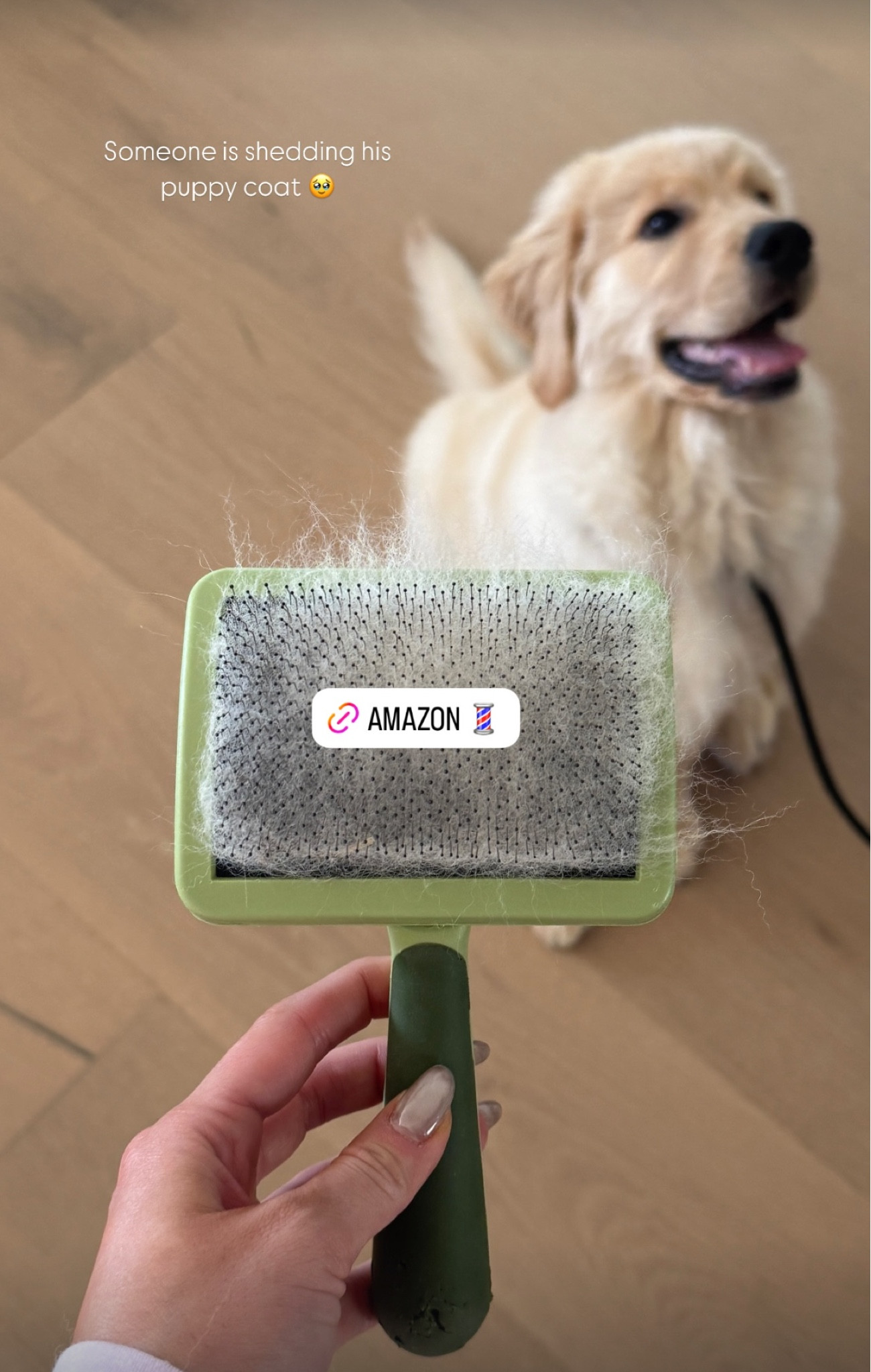 Amazon dog brush 🐶

#LTKFindsUnder100 #LTKFindsUnder50