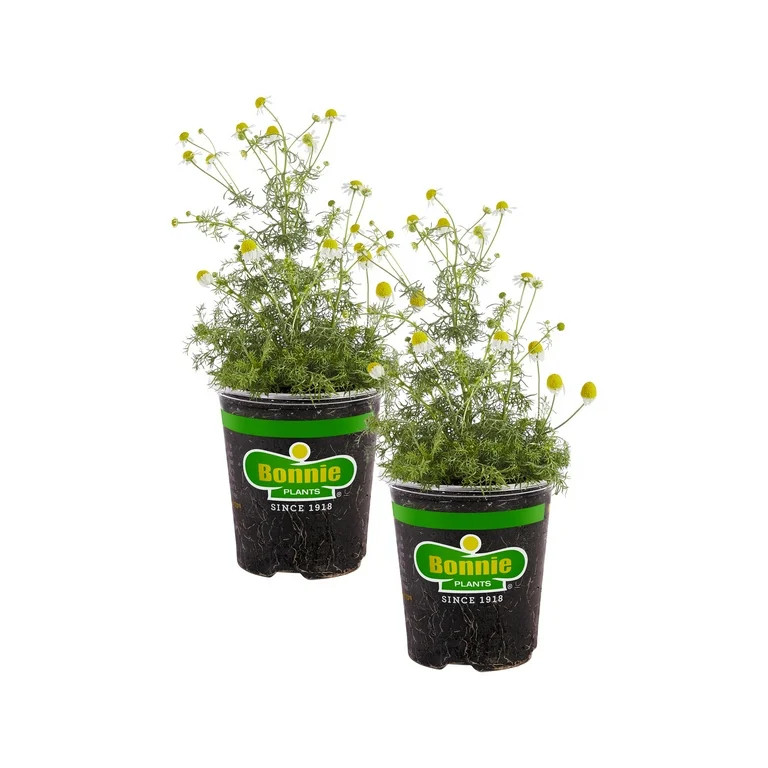Bonnie Plants Chamomile 19.3 oz. 2-Pack | Walmart (US)