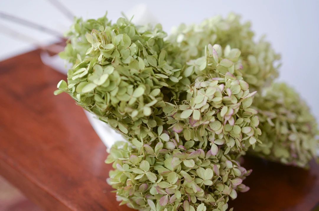Natural dried limelight hydrangeas, green hydrangeas, natural hydrangeas, dried peegee hydrangeas | Etsy (US)