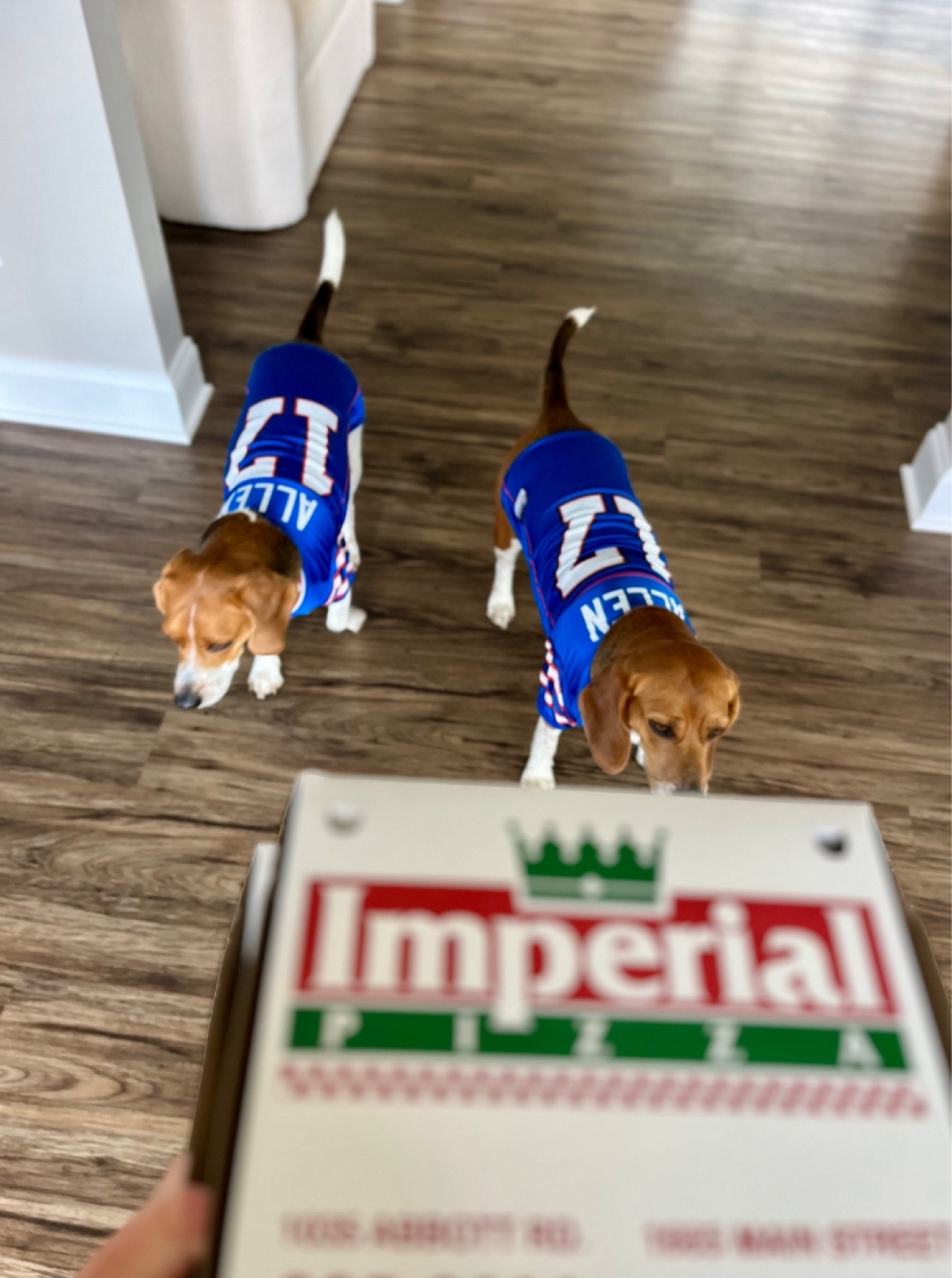 Let’s go Buffalo! My dogs love wearing their Buffalo Bills dog jerseys on game day. i know nothing about football…i am just here for pizza & josh allen lol. 

#gameday #BuffaloBills #gamedayoutfits #footballseason #🏈 

#LTKSeasonal #LTKActive #LTKFamily