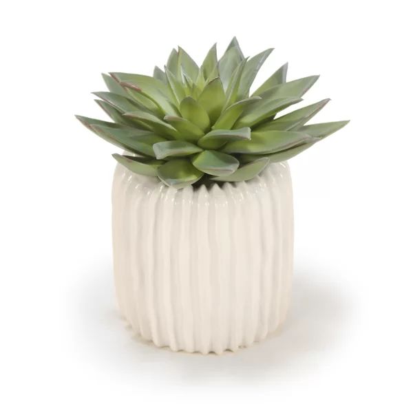 Starburst 8'' Faux Succulent Plant in Ceramic Pot | Wayfair North America