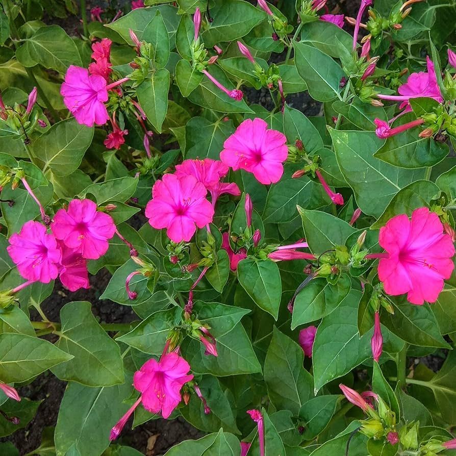 Outsidepride 1/4 lb. Perennial Mirabilis Jalapa Four O' Clock Pink Flower Seeds for Planting | Amazon (US)