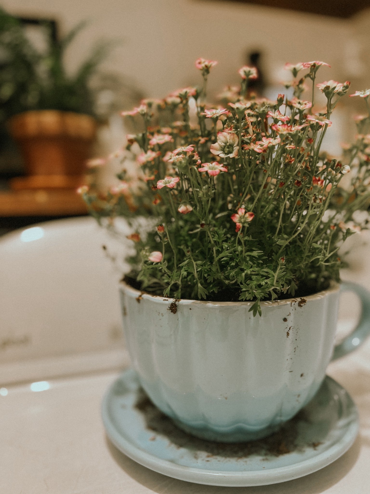 Love these little teacup planters! Comes in this blue or yellow. I found this exactly at hobby lobby but I linked similar options on amazon.

#LTKSaleAlert #LTKHome #LTKSeasonal
