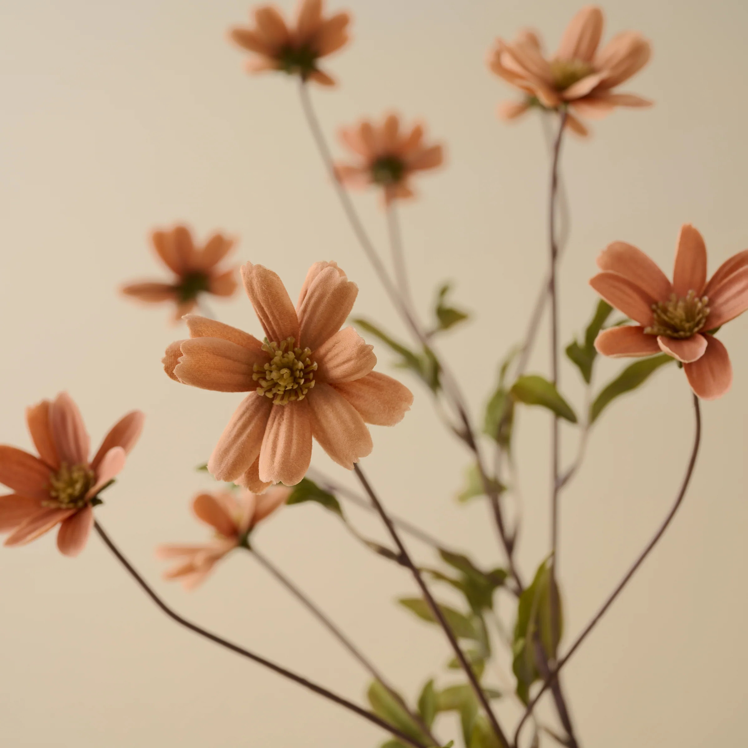 Light Amber Cosmos Stem | Magnolia