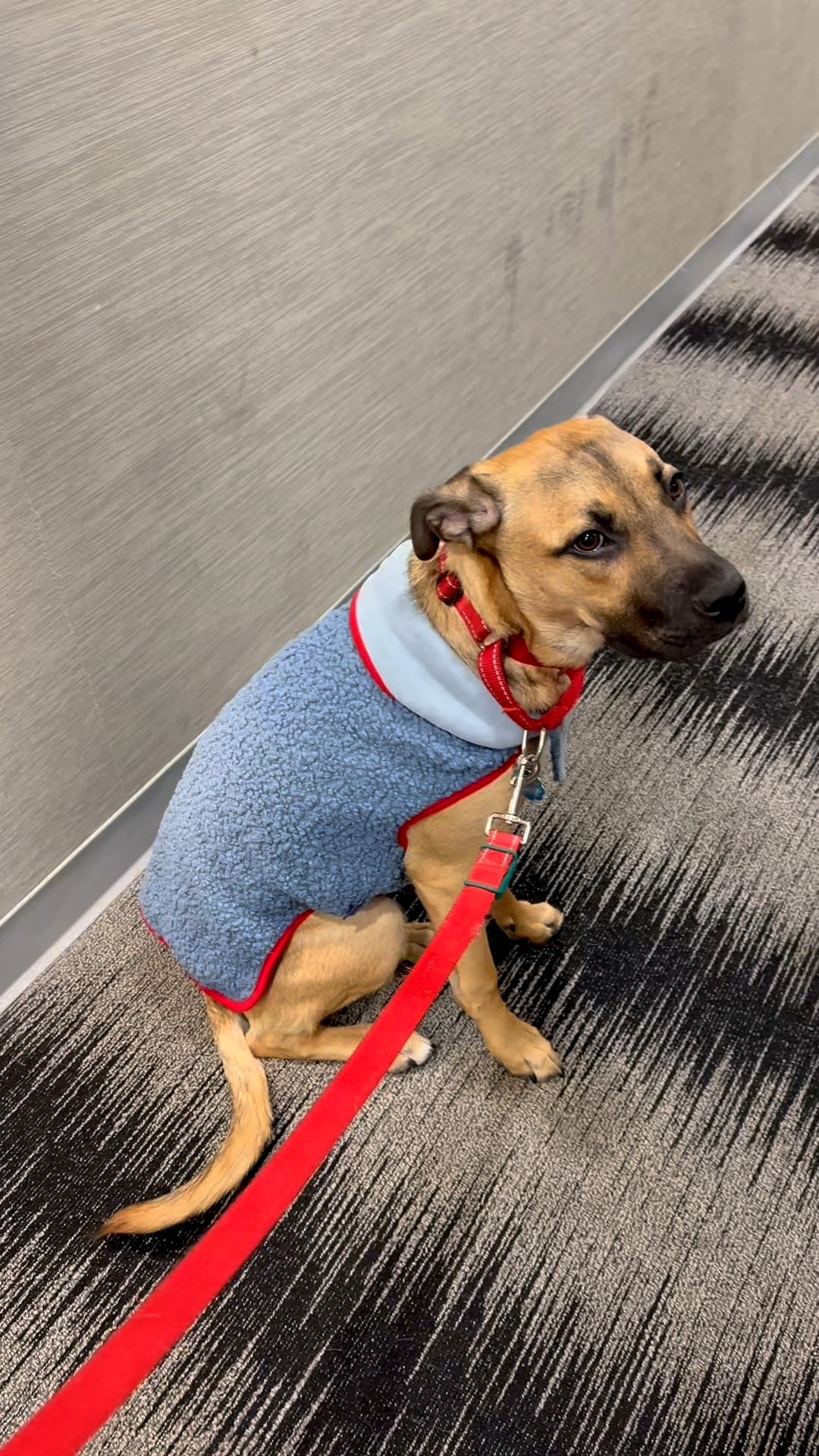 Shaggy’s new winter coat! He’s 40 pounds and wearing an xxl and it’s a little too big! #dogs #ltkpet

#LTKFindsUnder50 #LTKdayinmylife