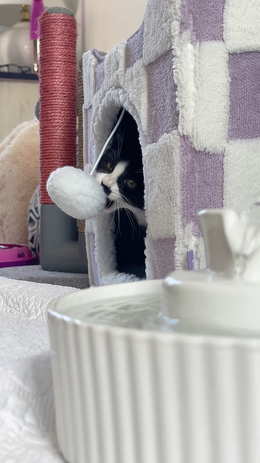 Sir Frank loves his kitty cave and fountain 🥹

#LTKHome