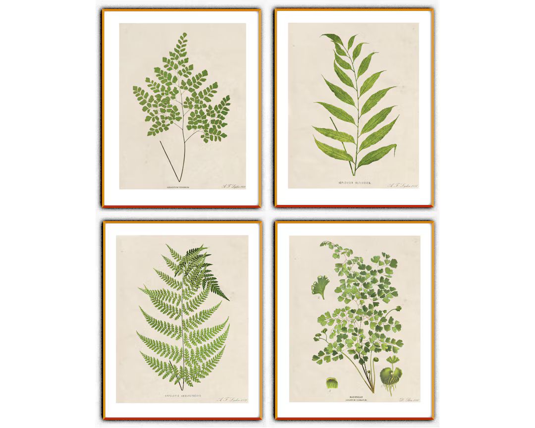 Fern Prints Set Vintage Botanicals Vintage Fern Prints - Etsy | Etsy (US)