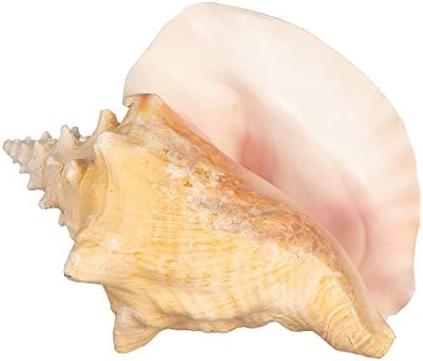 Conch Shell | 1 Large Conch Sea Shell 6-8" | Plus Free Nautical eBook by Joseph Rains | Amazon (US)