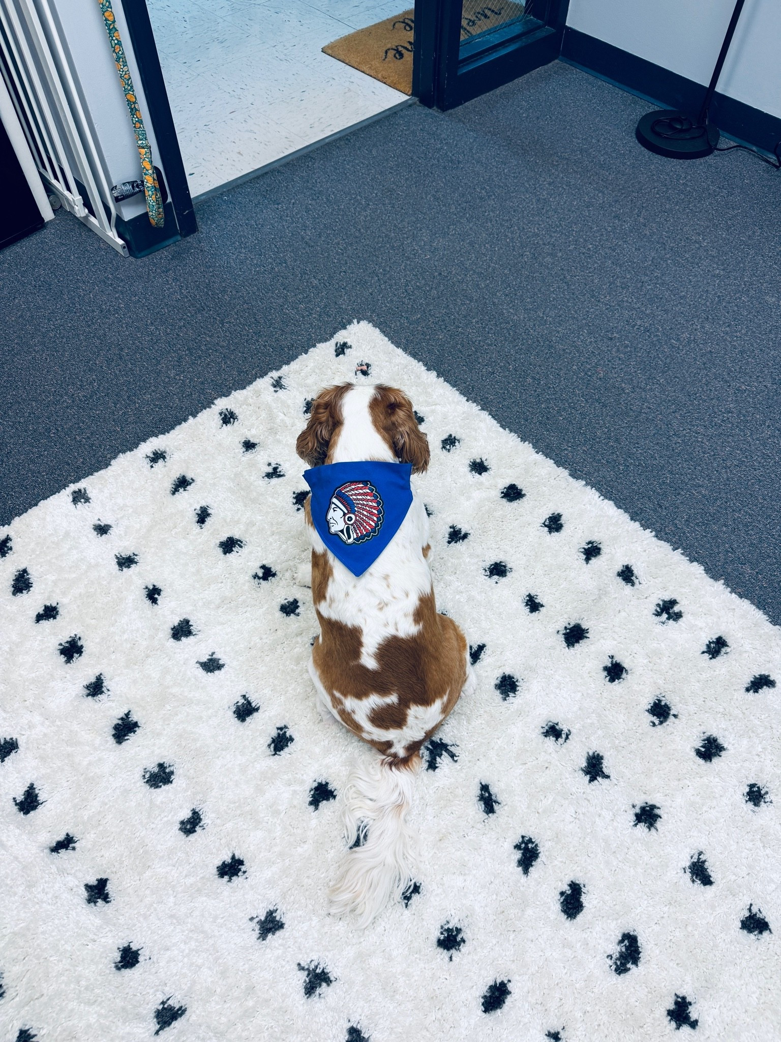 Piper is game day ready!
