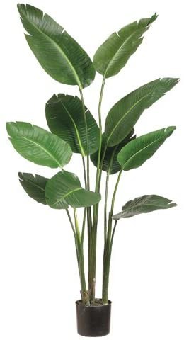 5' Bird of Paradise Plant in Plastic Pot Green | Amazon (US)