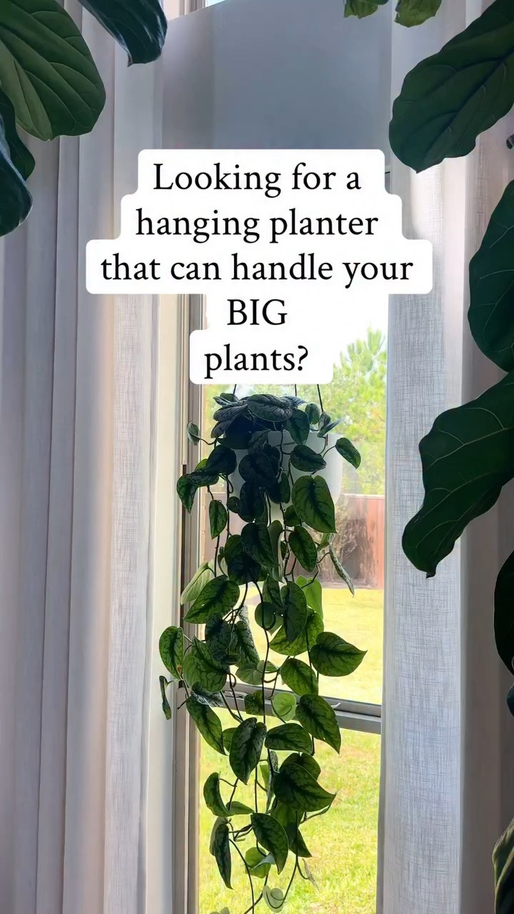 Gave my Scindapsus (Satin Pothos) a little refresh today. This variety tends to be more sensitive than other pothos — the leaves can crisp faster, and they don’t tolerate direct sun the same way. Keeping them in bright, indirect light really makes all the difference. 🌿✨

And the planter? Top quality. The jute strings are weather-resistant (perfect if you ever move it outdoors) and the hardware is solid, so it actually supports heavier plants without sagging.

If you’d like the link to this hanging planter and my other favorites included in the @wayfair Black Friday sale happening right now, comment WANT 🪴💛

#plantcare #satinpothos #plantrefresh #indoorplants #plantlover #houseplants #wayfairfinds #plantdecor #planttips #indoorjungle #wayfaircreaters #wayfair #ad #ltkcyberweek #ltksalealert #ltkcyberweeksale 

hanging planters | satin pothos care | indirect light plants | plant parent tips | indoor plant styling | wayfair home sale

#LTKHome #LTKOver40 #LTKmomlife