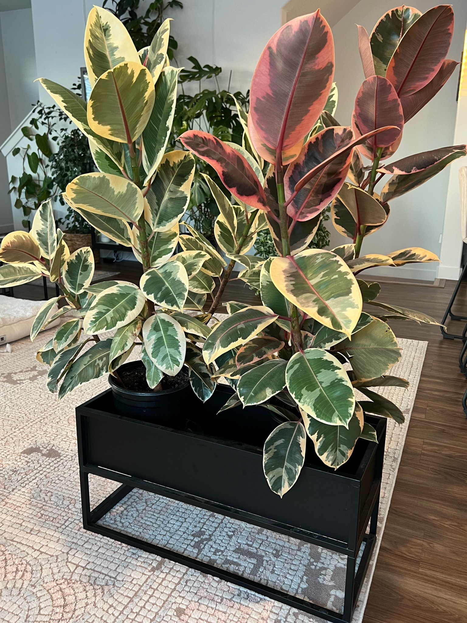 My Ficus Tineke & Ruby are really showing off lately in this modern planter! 

#LTKFind #LTKsalealert #LTKGiftGuide