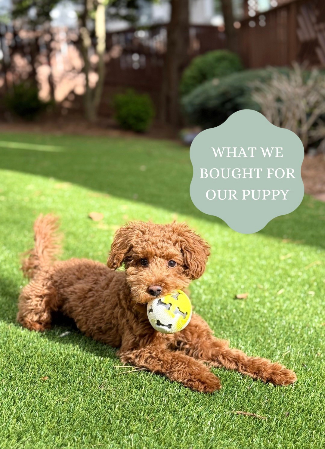 New puppy favorites! 