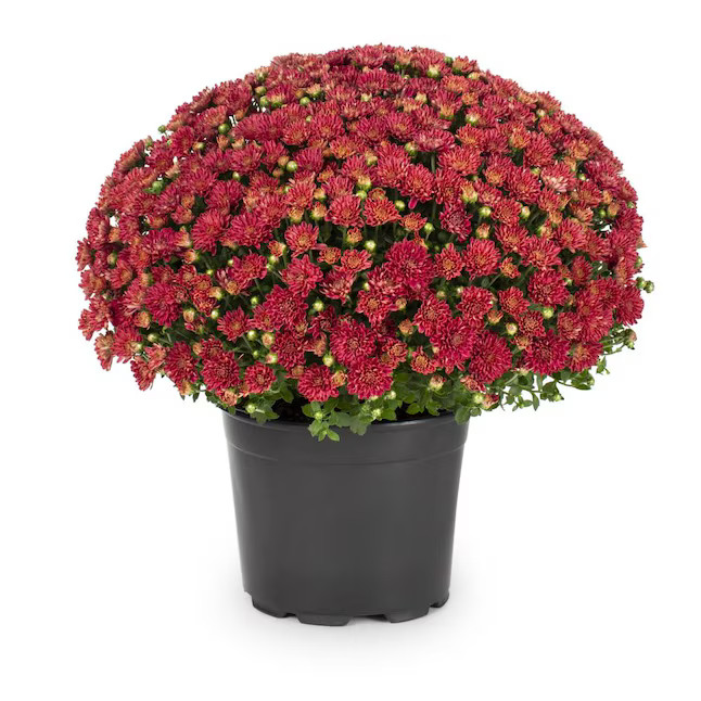 Lowe's Red Mum in 3-Quart Pot Lowes.com | Lowe's