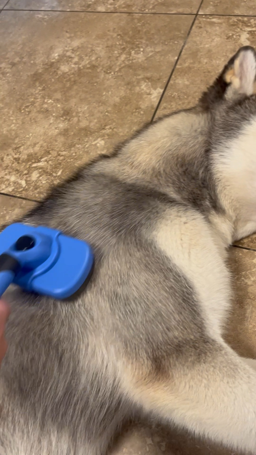 Brush I use for Cooper! 🐾