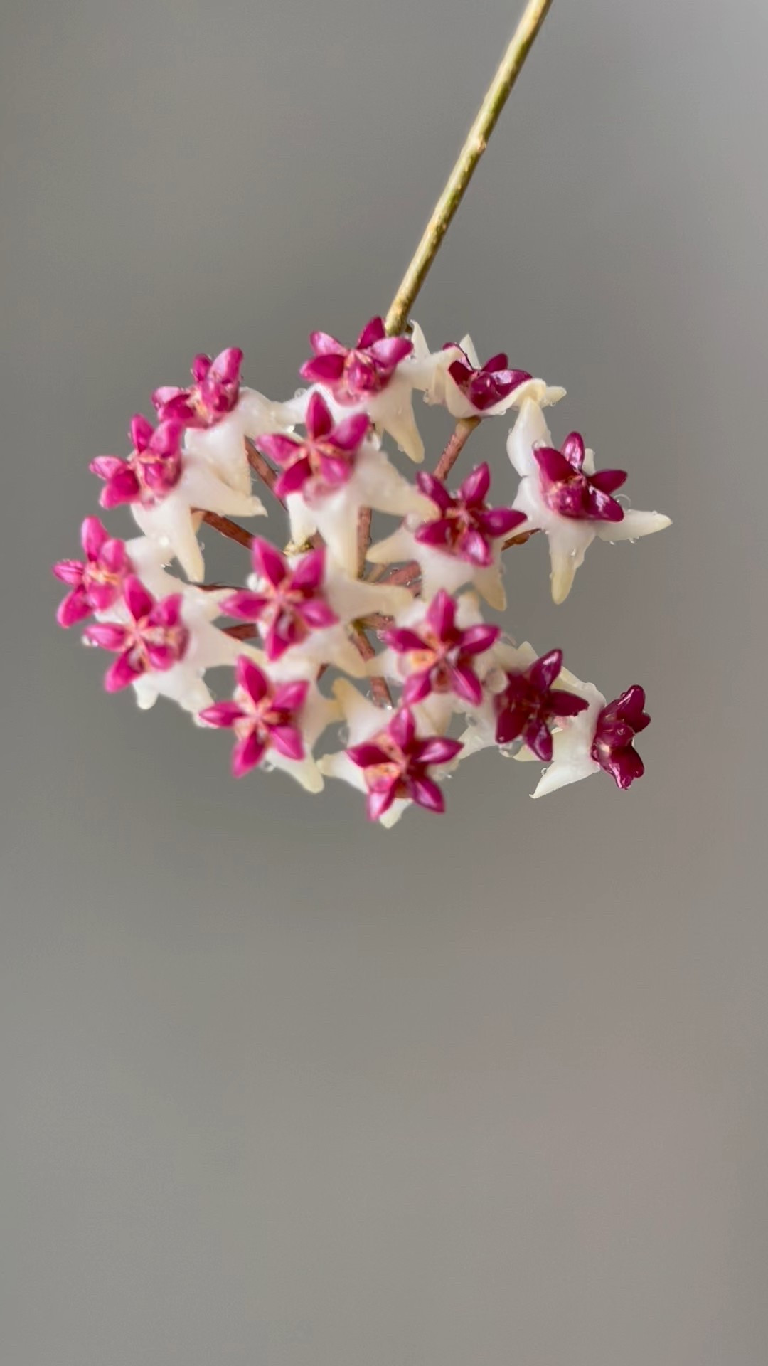 #hoyapatricia is a cross between Hoya Elliptica and Hoya darwinii. I’ve grown H Elliptica but not H darwinii. I feel #hoyacvpatricia is easier to grow than H Elliptica. At least in my experience and in my environment. 

Liz’s personal experience only…every environment is different:
🪴Light: outside under my deck in west side
🪴Water: when dry
🪴Avg Temp last 30 days: 89F
🪴Relative Humidity last 30 days: 75%
🪴Fussy: not for me
🪴Rate of growth: medium fast
🪴Growing Medium: coco husks & coco coir mix
🪴Fertilizer: I apply a nutrient-rich fertilizer tailored for Hoyas approximately every other watering when the plant isn’t dormant. It’s packed with essential macro and micronutrients, it’s the best I’ve found for hoyas
🪴Rooting Method: in my coco coir mix 
🪴Time In My Care: 2.5 years 
🪴Rareness: this one is a bit more common, yet not very easy to find. 
🪴Would Liz recommend this one: yes

👍follow for more & 🏷️ save for future reference 

#ilovehoyas #hoyacollector #hoyahead #hoyaappreciation #hoyacollection #plantsmakemehappy #ihavethisthingwithplants

#LTKFindsUnder50 #LTKFindsUnder100 #LTKHome