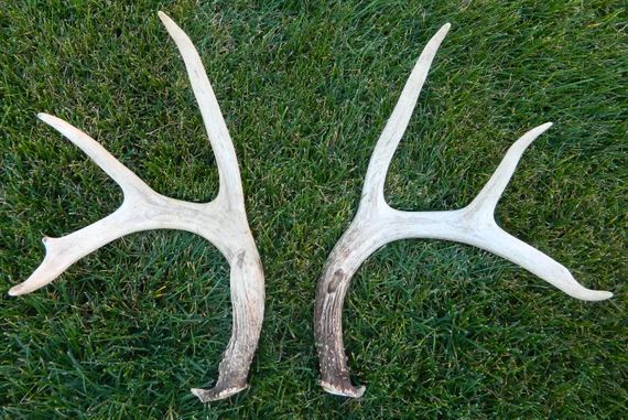 Real Whitetail Deer Buck Antler 9 PT Point Matching Set Rack 5 X 4 Authentic Natural Arts Crafts Rus | Etsy (US)