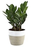 Costa Farms ZZ Zamioculcas zamiifolia, Indoor Plant, 12-Inch Tall, White-Natural Décor Planter | Amazon (US)