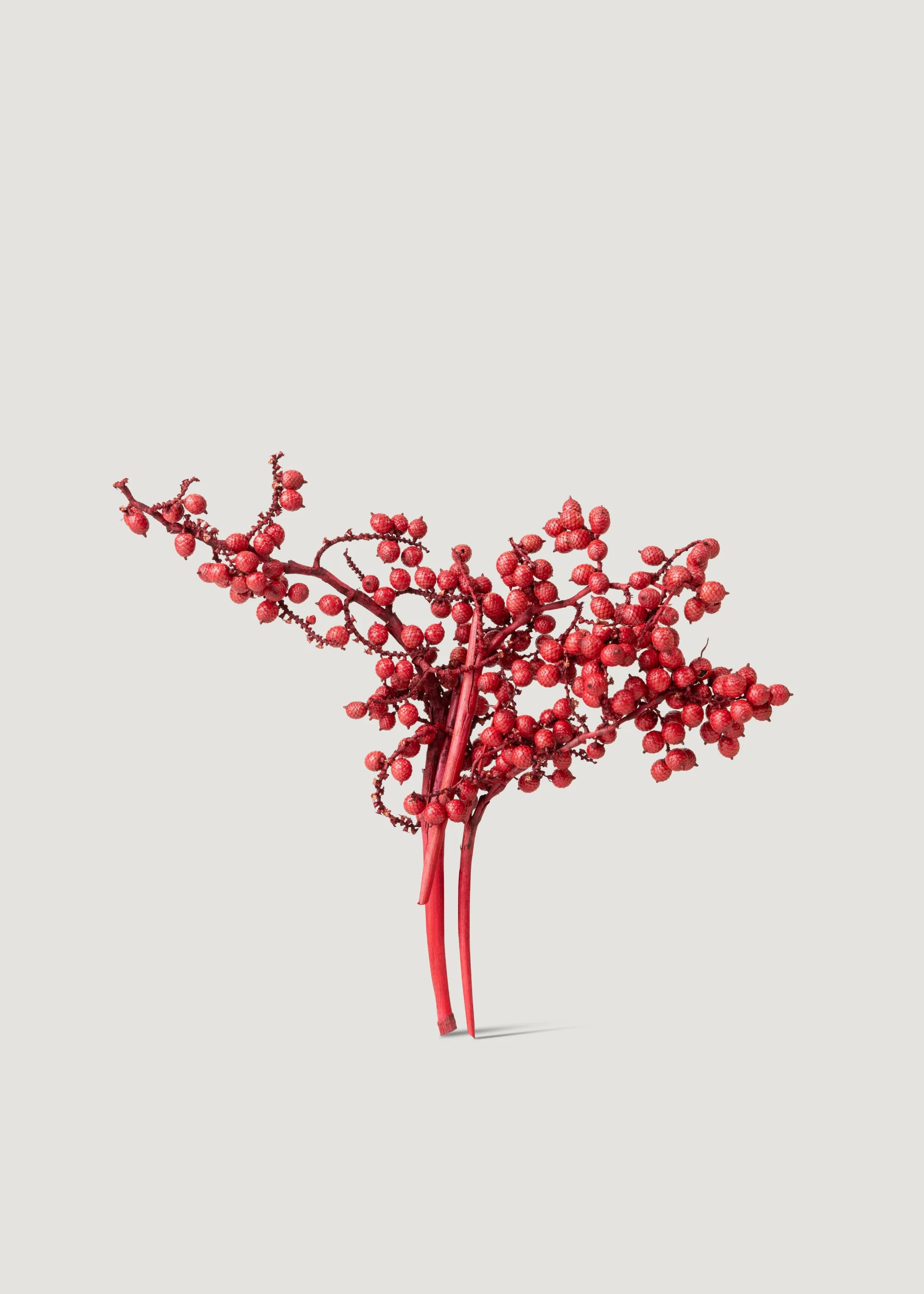 Dried Canella Berries in Red | Natural Botanicals | Afloral | Afloral
