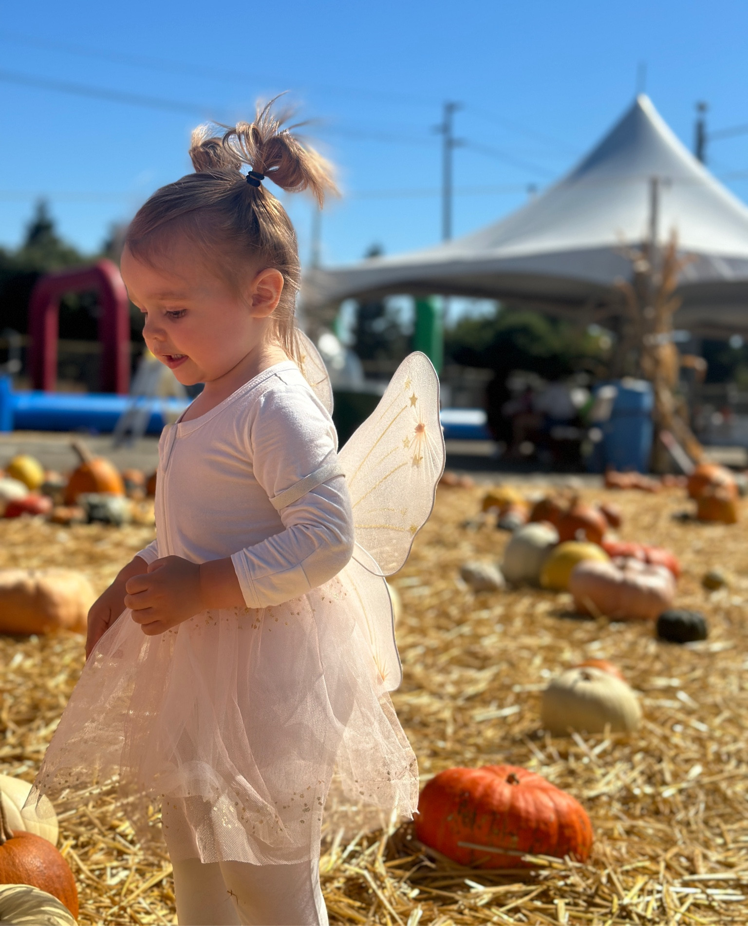 Amelia had so much fun finding her perfect pumpkin at the pumpkin patch this year

#LTKparties #LTKHalloween #LTKSeasonal
