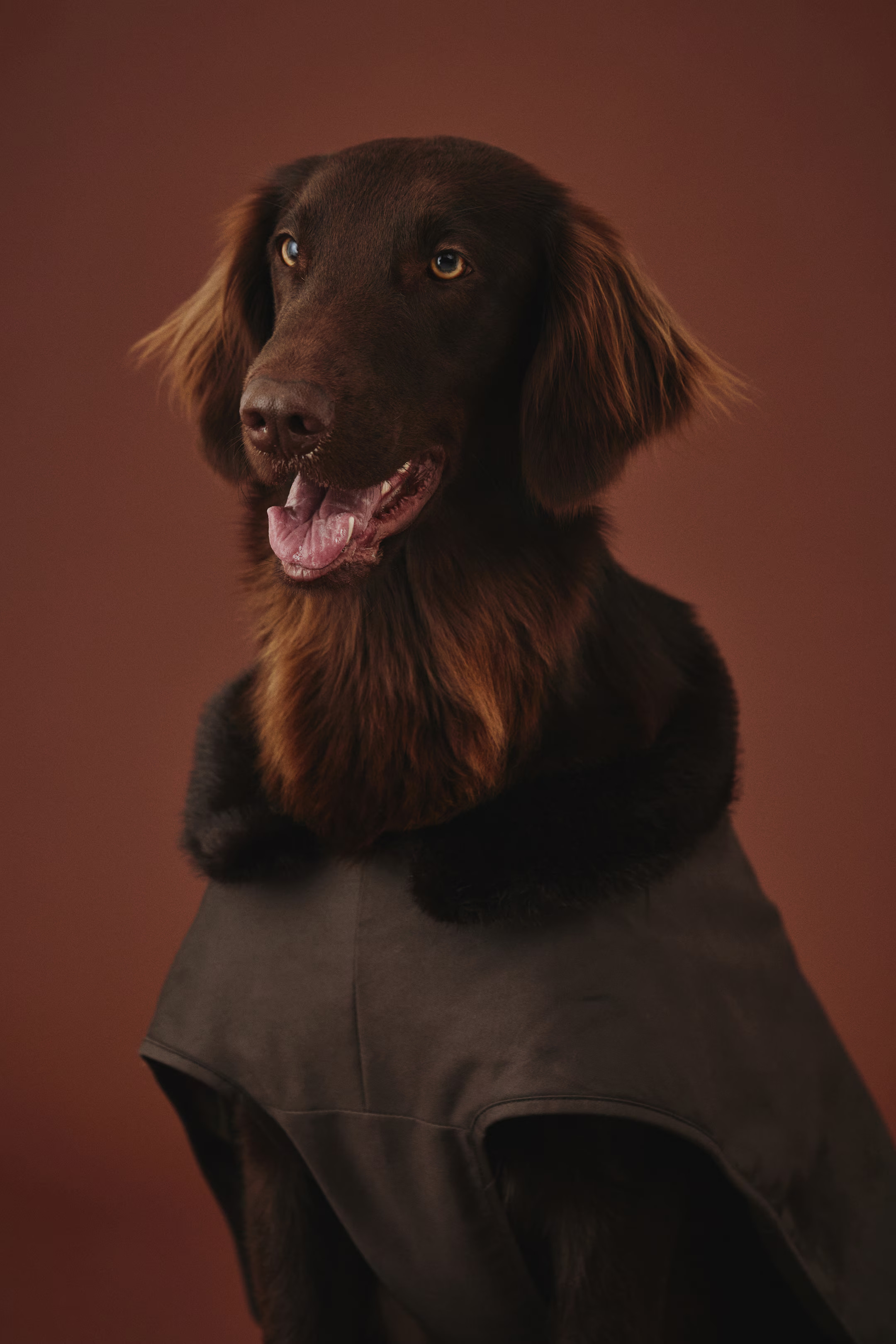 Waxed dog coat | H&M (UK, MY, IN, SG, PH, TW, HK)