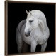 White Horse Head Wall Art | Great Big Canvas - Dynamic