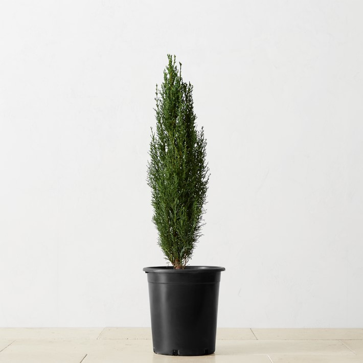 Live Alder & Oak Dwarf Italian Cypress | Williams-Sonoma
