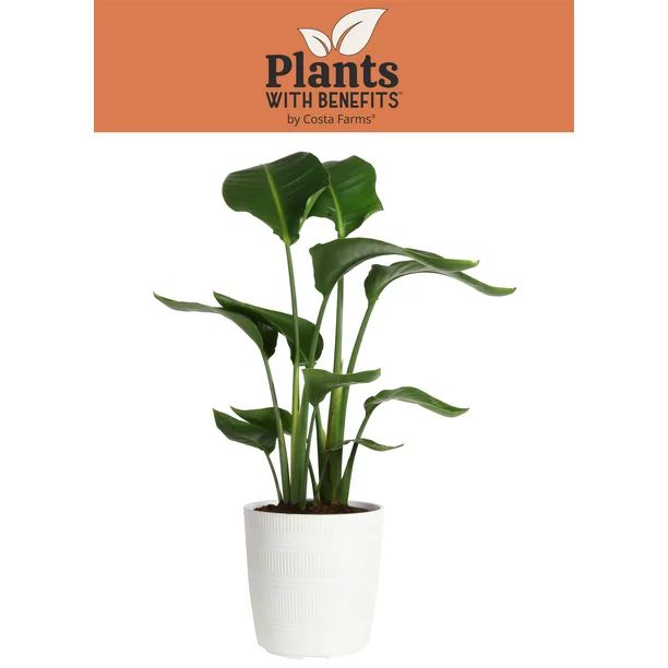 Costa Farms Plants with Benefits Live Indoor 36in. Tall White White Bird Of Paradise; Bright, Dir... | Walmart (US)
