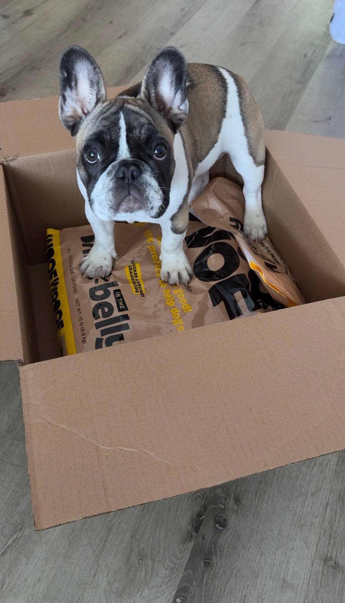  @barkbox is launching their new Bark in the Belly food and we are loving it. The best part? 100% of the profits from the food go directly to feeding shelter dogs!


#liketkit #ad #BarkPartner #BarkCoOwned #ShopDog 
