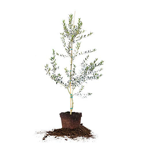 Arbequina Olive 4-5' | Amazon (US)