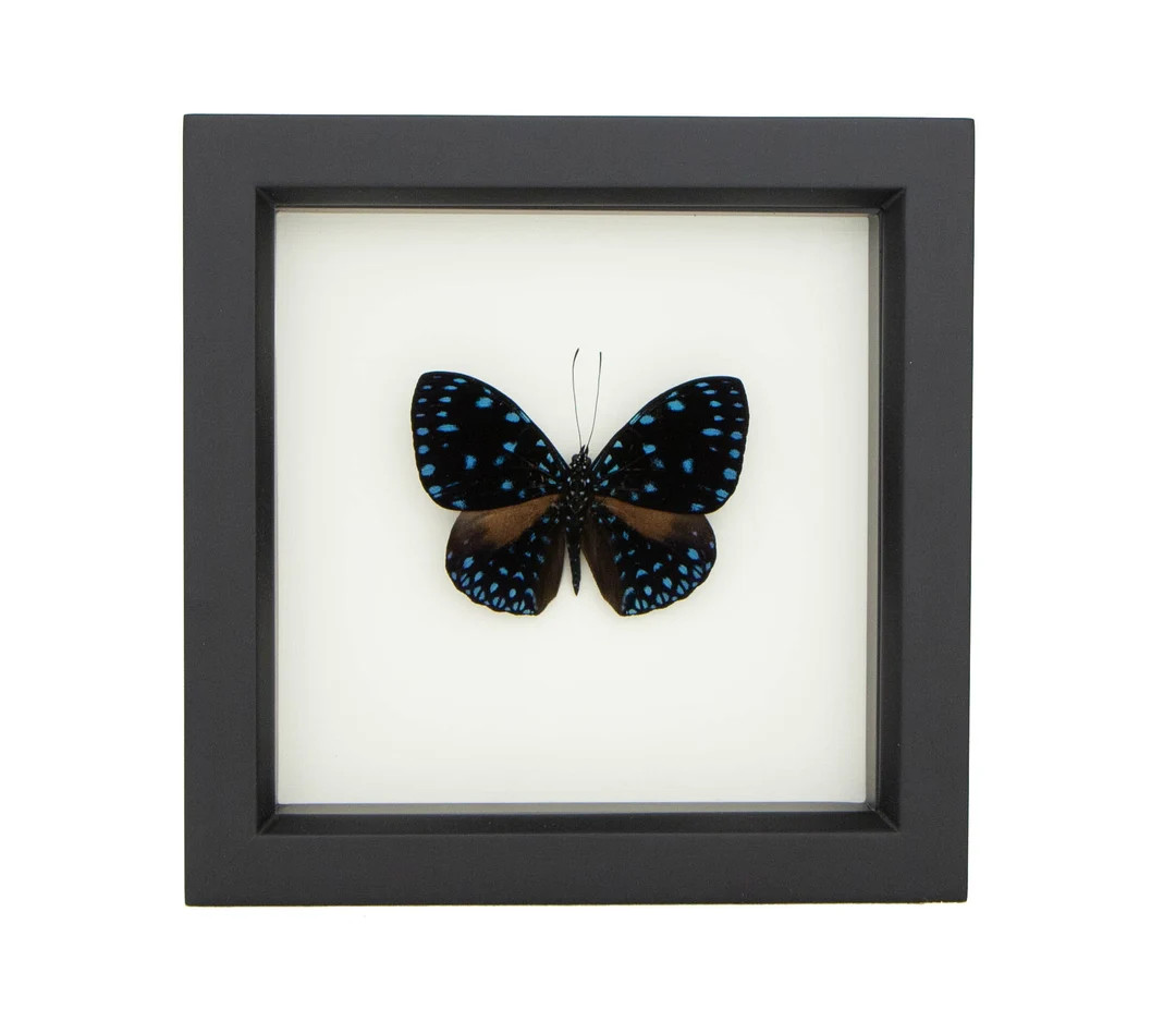 Bug Under Glass Starry Night Butterfly Display Hamadryas Laodamia | Etsy (US)