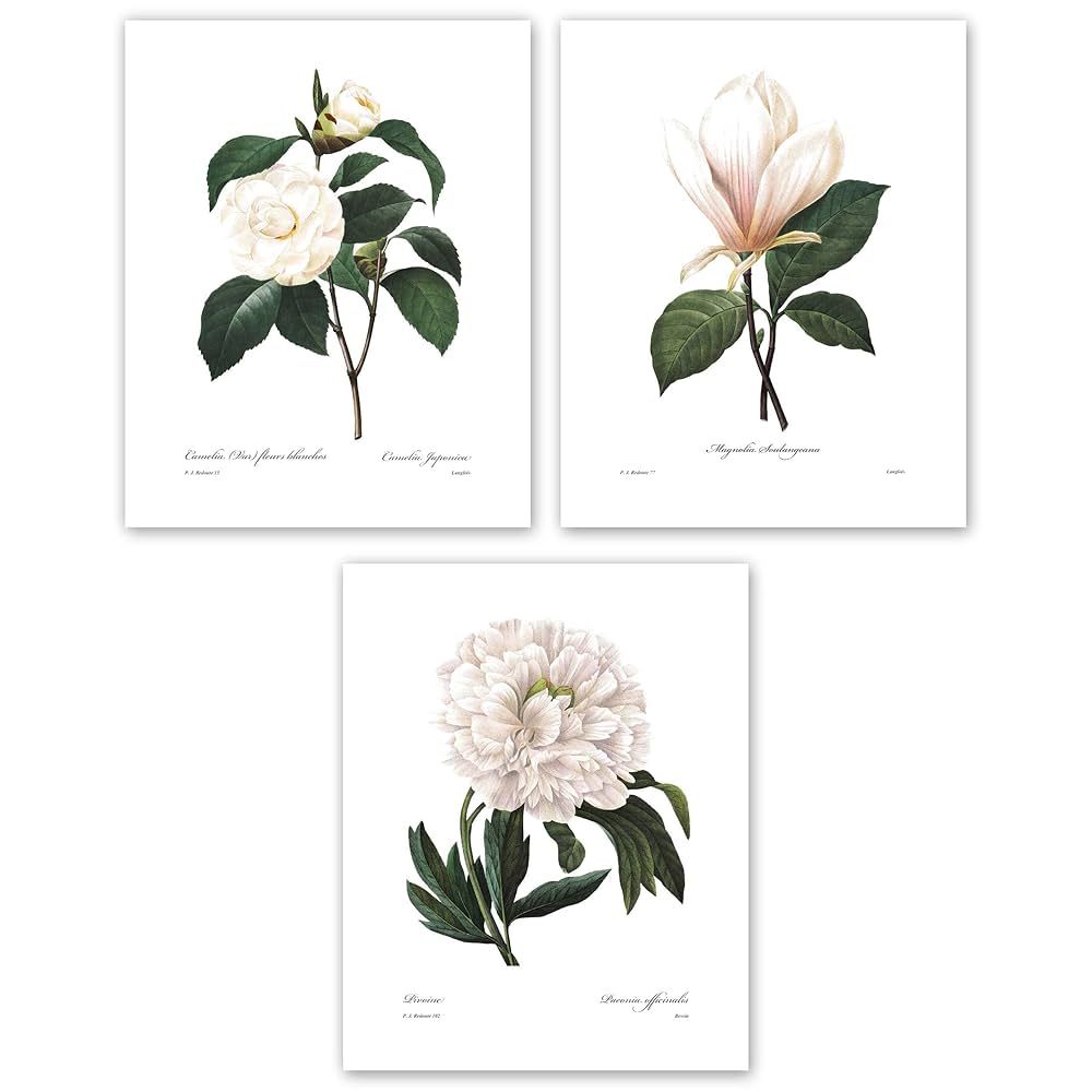 White Flower Art - 8x10 Inch French Botanical Prints, Redoute Illustrations, Set of 3 - Unframed | Amazon (US)