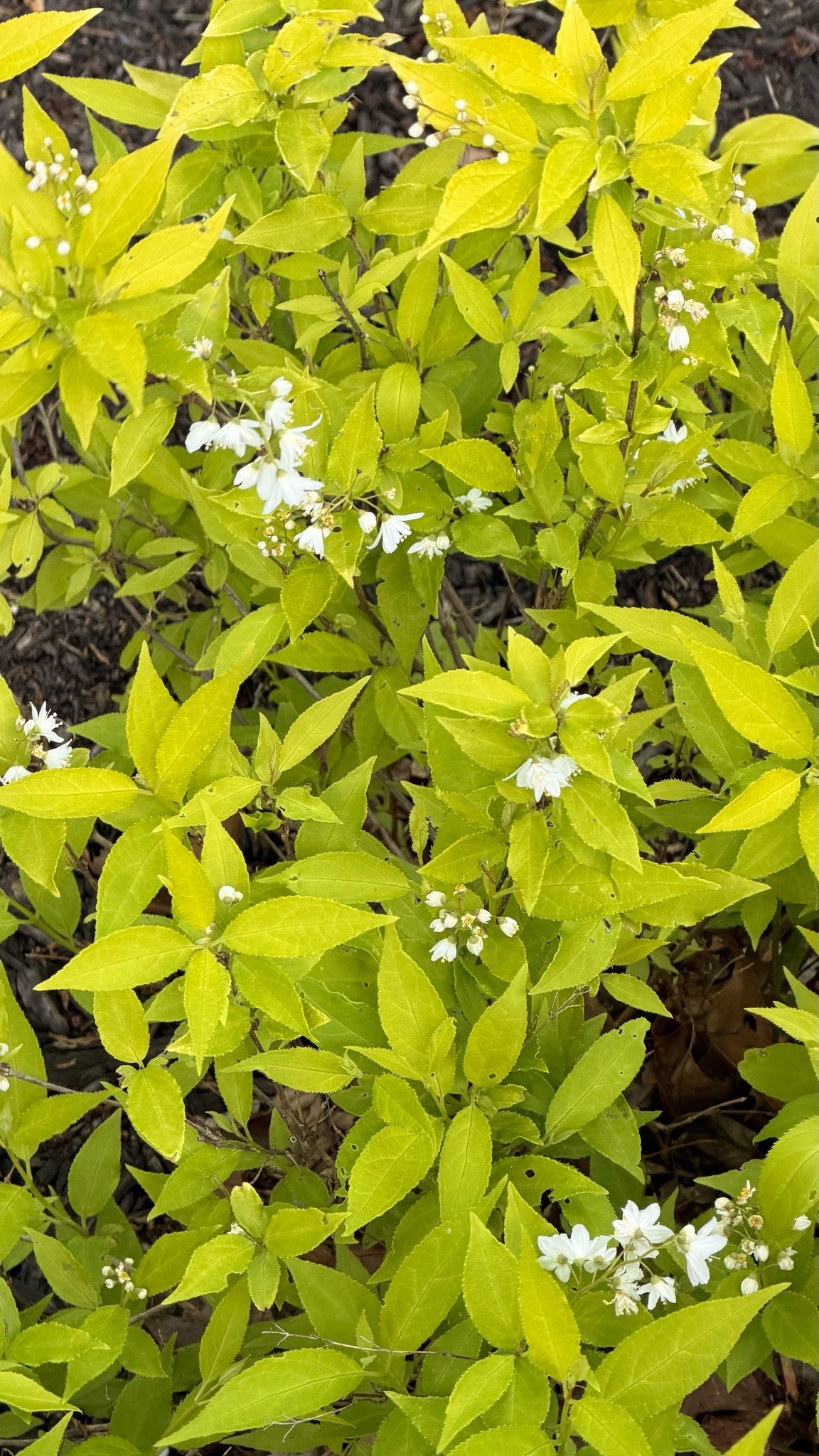 my chardonnay pearl are starting to bloom. i bought these on amazon and they came perfect and ready to plant!!

#LTKSeasonal #LTKHome #LTKSaleAlert