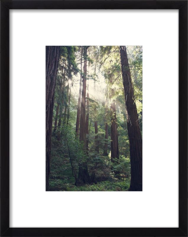 Light in the Redwoods | Artfully Walls