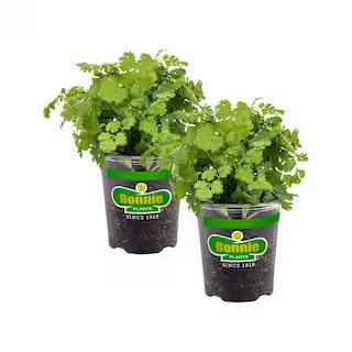 19 oz. Cilantro Herb Plant (2-Pack) | The Home Depot