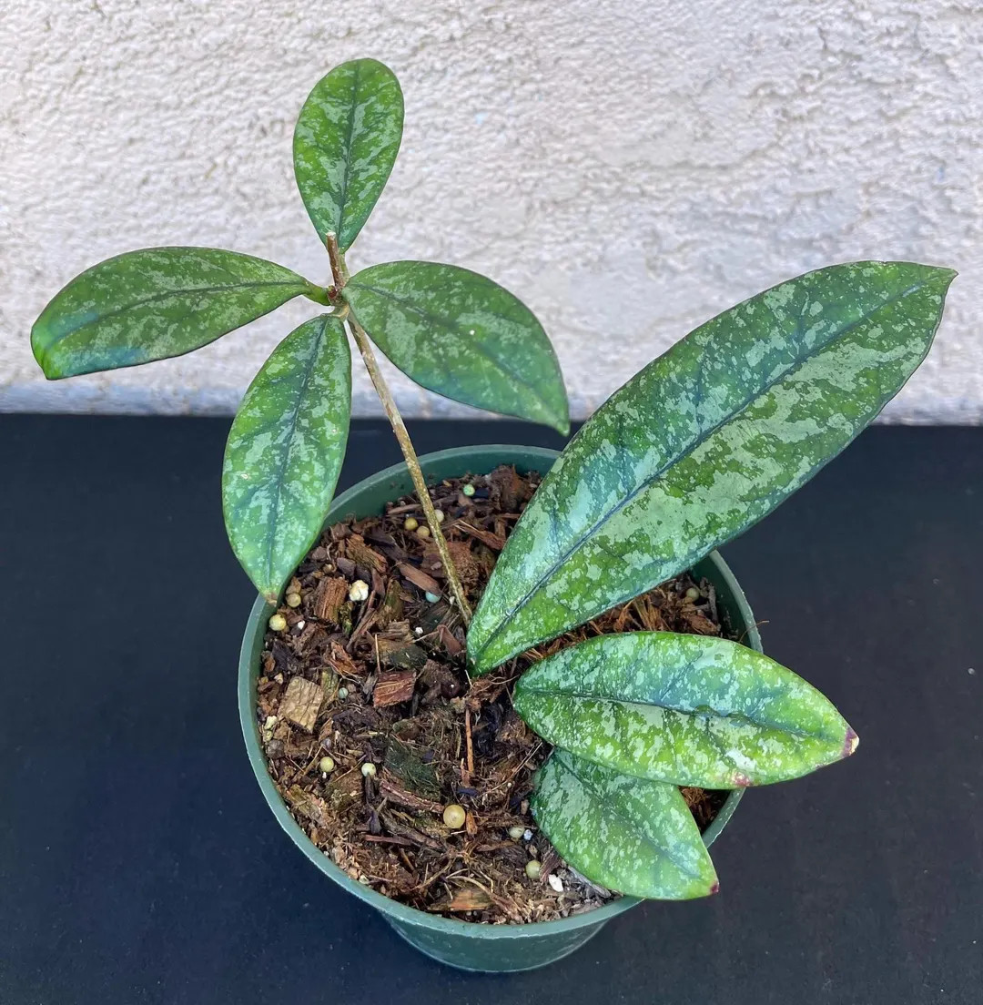 Hoya Crassipetiolata Splash in 4.5pot Rare Hoya Wax Plant Attractive Foliage Beautiful Scented Fl... | Etsy (US)